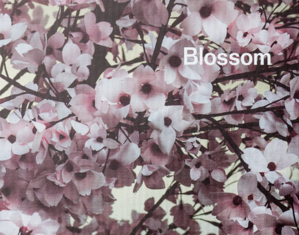 Blossom