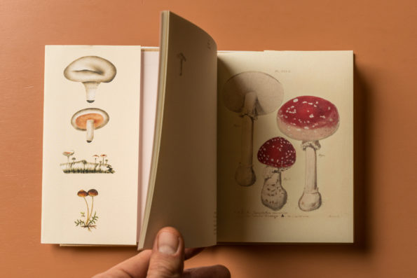 Postcard Book of Mushrooms